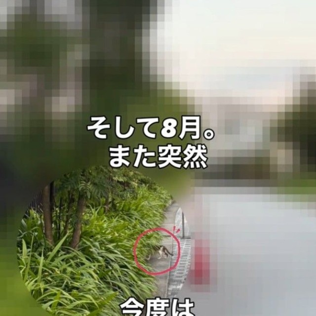 そして8月、また突然投稿者の旦那さんの前に現れた（「こたとつーちゃんと時々おたま」さん提供、Instagramよりキャプチャ撮影）