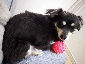 歯磨きしてると、おもちゃ持ってひざに乗ってくる犬「メル」