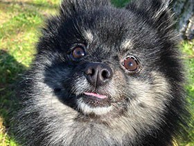 春のような陽気に晴れ晴れ、ウキウキとお散歩　ポメ「マイル」