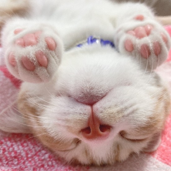 ドアップでお鼻や肉球もキュートなへそ天（へそ天プロジェクト提供）