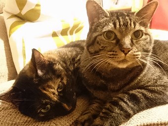 猫を叱るときの「コラッ！」　タイミングと声量で使い分け