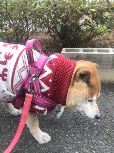 初めてのタートルネックニットで温活。ニットは伸びるので着せやすいという発見も。お散歩中、「かわいい」と評判でした