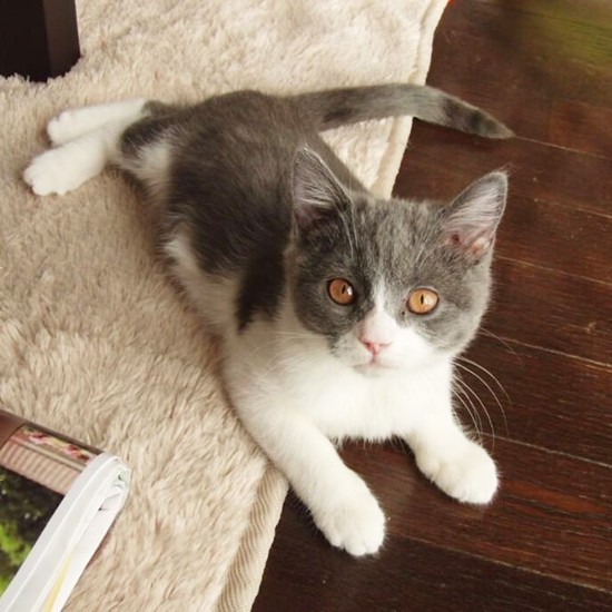 家にきたころの「ナナ」


