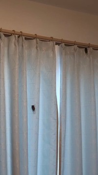 セミの声で目覚める朝（提供：トリッシュさん）