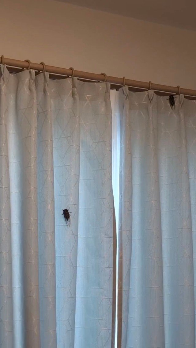 セミの声で目覚める朝（提供：トリッシュさん）