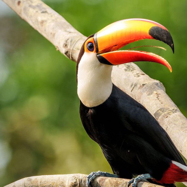 クチバシを器用に使い「汚れCatch」※画像はイメージです（henk bogaard/stock.adobe.com）