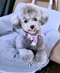 おしゃまで愛らしいエマちゃん（画像提供：エマです！さん）