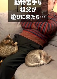 ただ座っていただけなのに…子猫たちに懐かれてしまったという（猫と音楽家さん、Instagramよりキャプチャ撮影）
