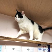 ころんのキャットウォークから何かを狙うはっちゃん