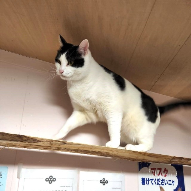 ころんのキャットウォークから何かを狙うはっちゃん