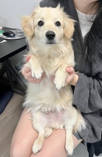 頭頂部のパヤ毛、成長とともにツノ化してる？（ポメックスのとろろくんさん提供）