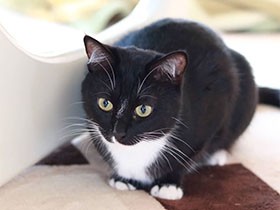 小さな獲物も見逃さない！　スーパー虫ハンター、白黒猫「涼楓」