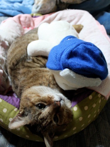 このぬいぐるみが好きです（おぷうのきょうだい提供）