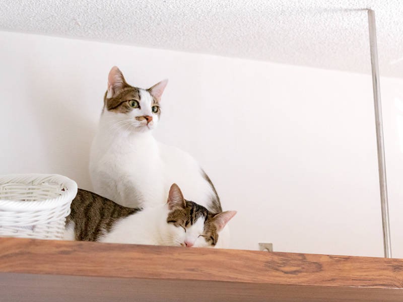 いつもは寝ているという時間帯