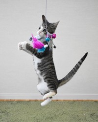 元気いっぱい！アクロバティックに遊ぶ