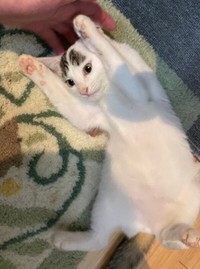 子猫時代、へそ天になる半力さん（画像提供：ぽーサん（半力さんと事務員さん)さん）
