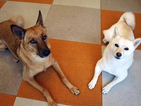 モデル、映画出演、相棒犬…　元保護犬がもたらした激動の８カ月