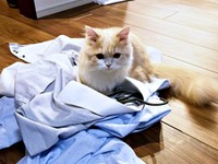 パパのシャツの上に座り込むビジュちゃん（画像提供：ビジュさん）