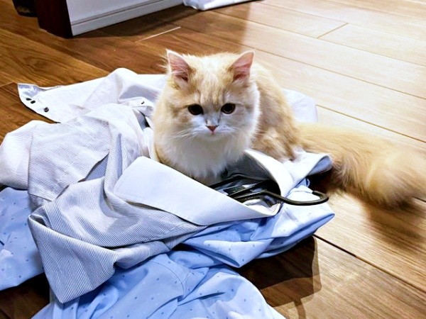 パパのシャツの上に座り込むビジュちゃん（画像提供：ビジュさん）