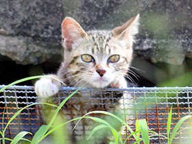 備前市、ふるさと納税で野良猫のTNR推進　不妊去勢手術費を助成