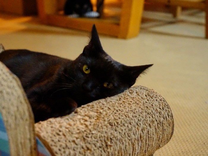 「一度遊びにきてほしーな」