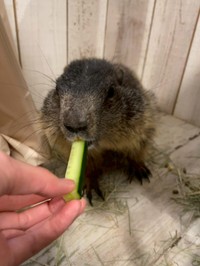 恥ずかしがり屋だという「がんも」ちゃん（提供：マーモットカフェ「マーモット村」さん）