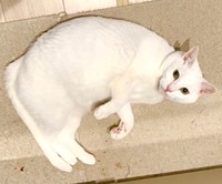飼い主さんが料理をしていると、そばにやって来たショボくん（画像提供：大和なでしこさん）