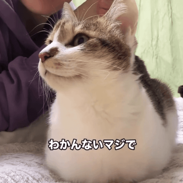 人間には分からないほどの微妙な揺れでも、猫には伝わる（画像提供：しぶけんさん）