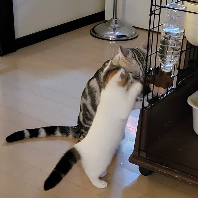 水を飲むわらびパパの真似をするよもぎちゃん（提供：わらよも！アメショわらび&スコよもぎ さん）