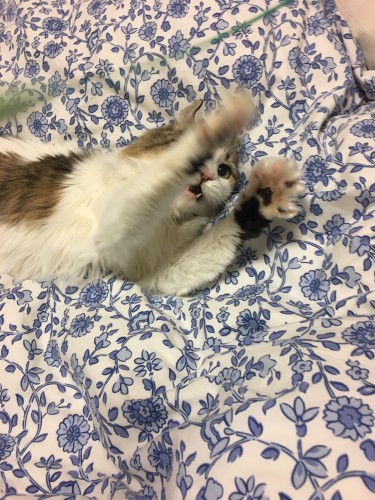 2017年11月、元気に家の中を走り回っていたので異変に気が付かず、食欲も旺盛で食べる量も増えていた