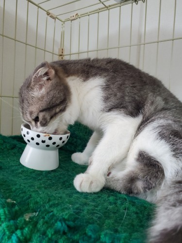 むしゃむしゃ（ほっ）