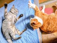 「またね！」 おそろいポーズがかわいい（左から）しまちゃん、みやびちゃん（画像提供：ふみさん）