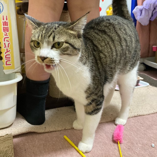 Sちゃんが叱られていると、チョコちゃんが飛んでくるんです。「おこらないで！」と言っているかのよう