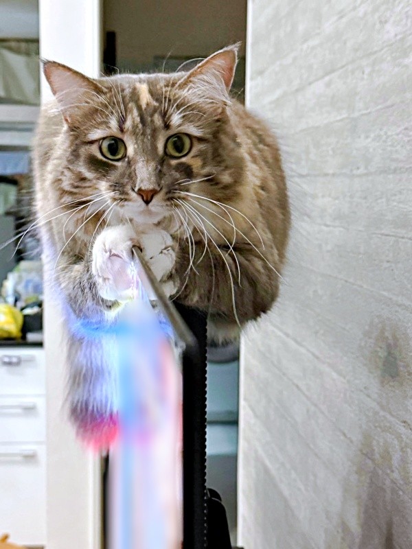 薄さもなんのその。涼しげな表情を浮かべながらくつろぐここちゃん（画像提供：mycsさん）