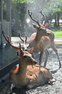 ミストで涼をとる奈良公園の鹿たち（提供：川地祥介さん）