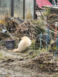 池のほとりにうずくまるクリーム色の動物。最初は猫と思ったという／秋田犬さん（@gin20200122）提供
