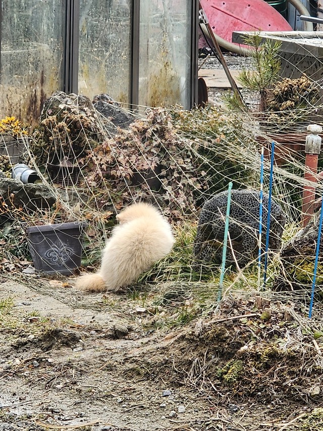 池のほとりにうずくまるクリーム色の動物。最初は猫と思ったという／秋田犬さん（@gin20200122）提供