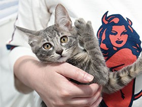 保護猫の譲渡会も「出張」する時代へ　にぎやかな場所に出没 