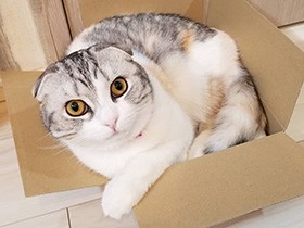 一緒にお風呂、ふたの上でゆるり　スコティッシュ「ゆに」