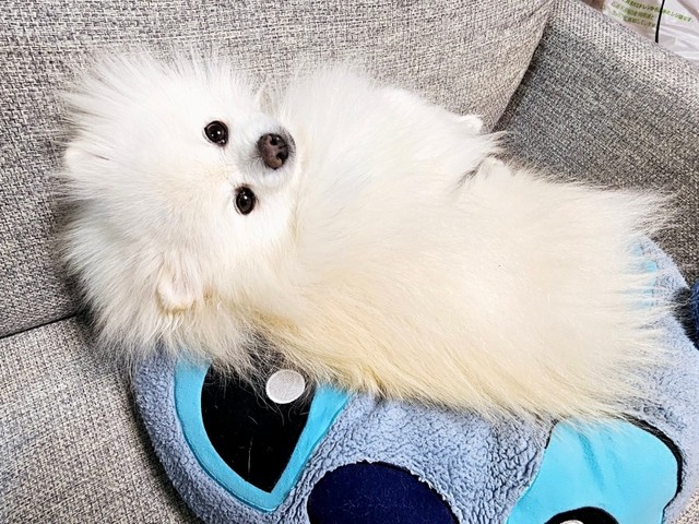 クッションの上でくつろぐレオくん（画像提供：ポメラニアン レオさん）