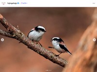 高円宮妃久子さまが信州で撮影された野鳥の写真（婦人画報公式インスタグラムから）