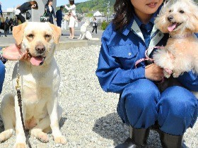 プードルもラブも「鼻の捜査官」　３４匹が警察犬に