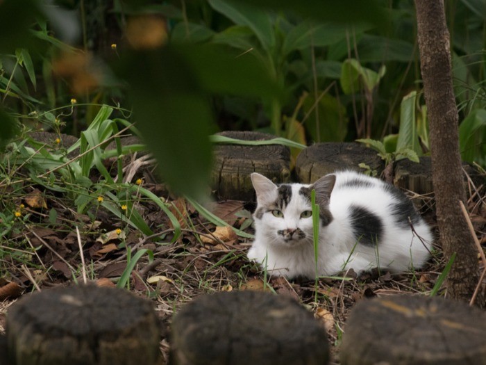 線路脇の花壇にたたずむ猫（小林写函撮影）
