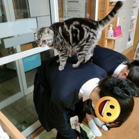 背中橋渡りが上手なメイちゃん(「猫カフェちぐら」Twitterより)