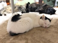 ホットカーペットって最高！みんなとゴロゴロ