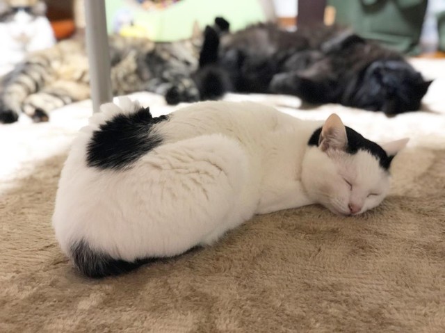 ホットカーペットって最高！みんなとゴロゴロ