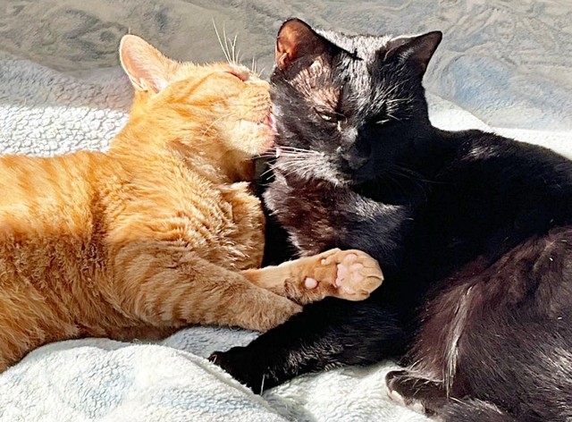 てんてんくんの毛づくろいをするちゃとくん（画像提供：ハミィさん）