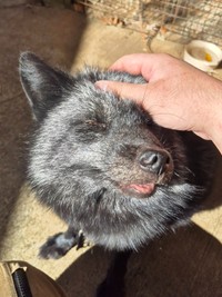 頭皮マッサージ