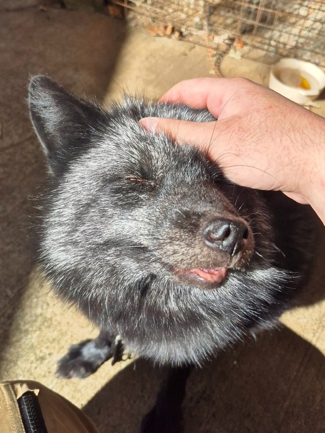 頭皮マッサージ