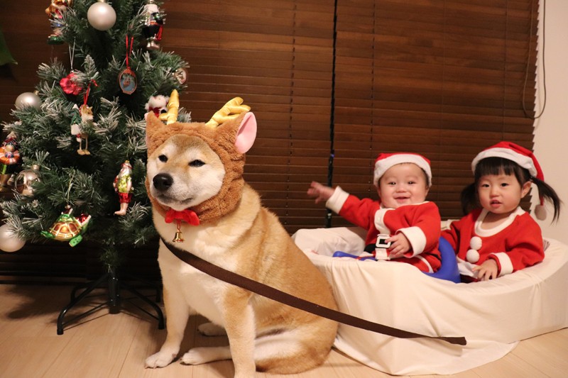 メリークリスマス　『子守り柴犬　銀兄ちゃん』より